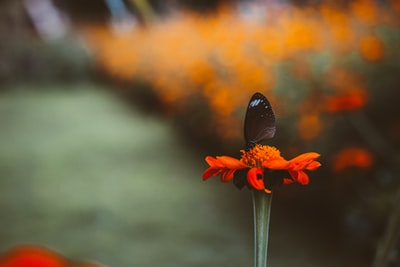 浅的黑蝴蝶摄影关注红色花瓣的花
